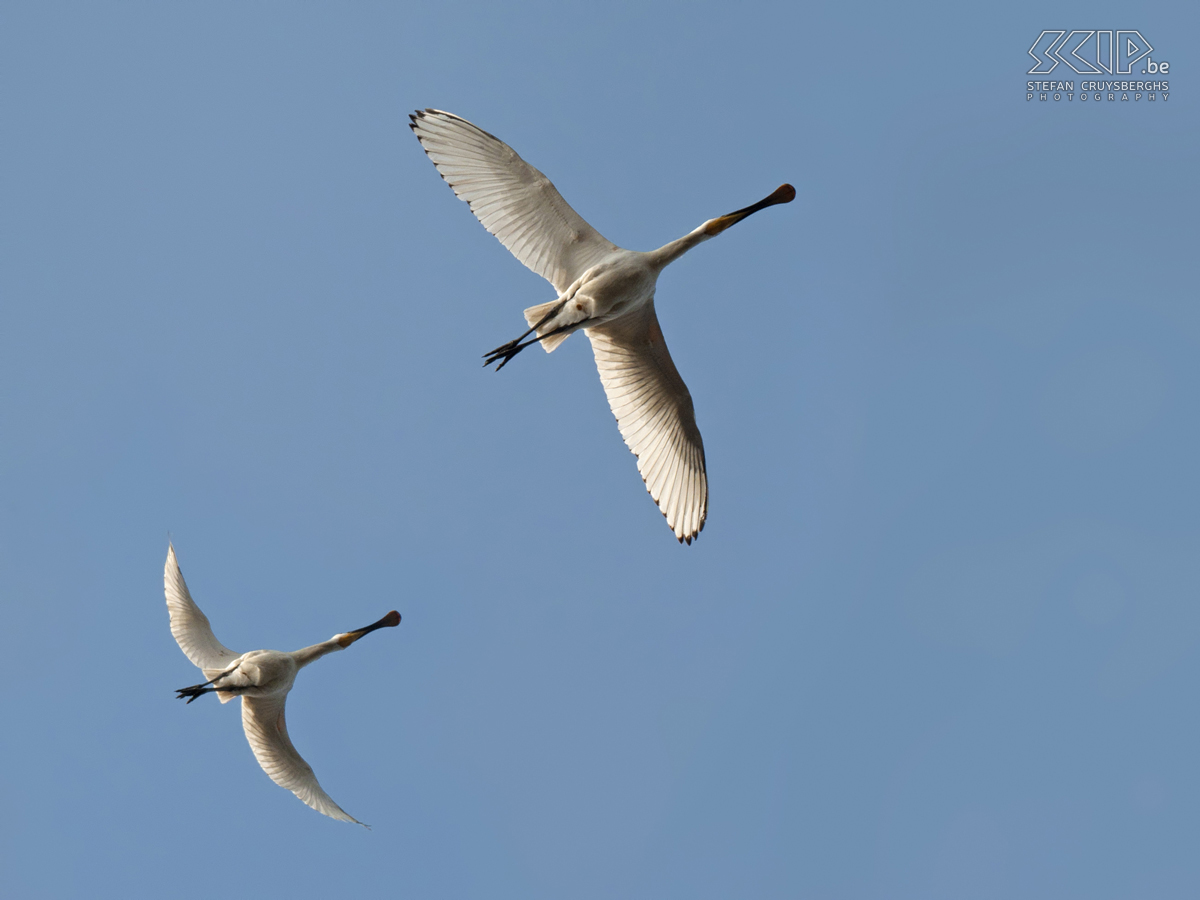 Zeeland - Lepelaars Foto's van een dagje vogels spotten in Zeeland. Stefan Cruysberghs